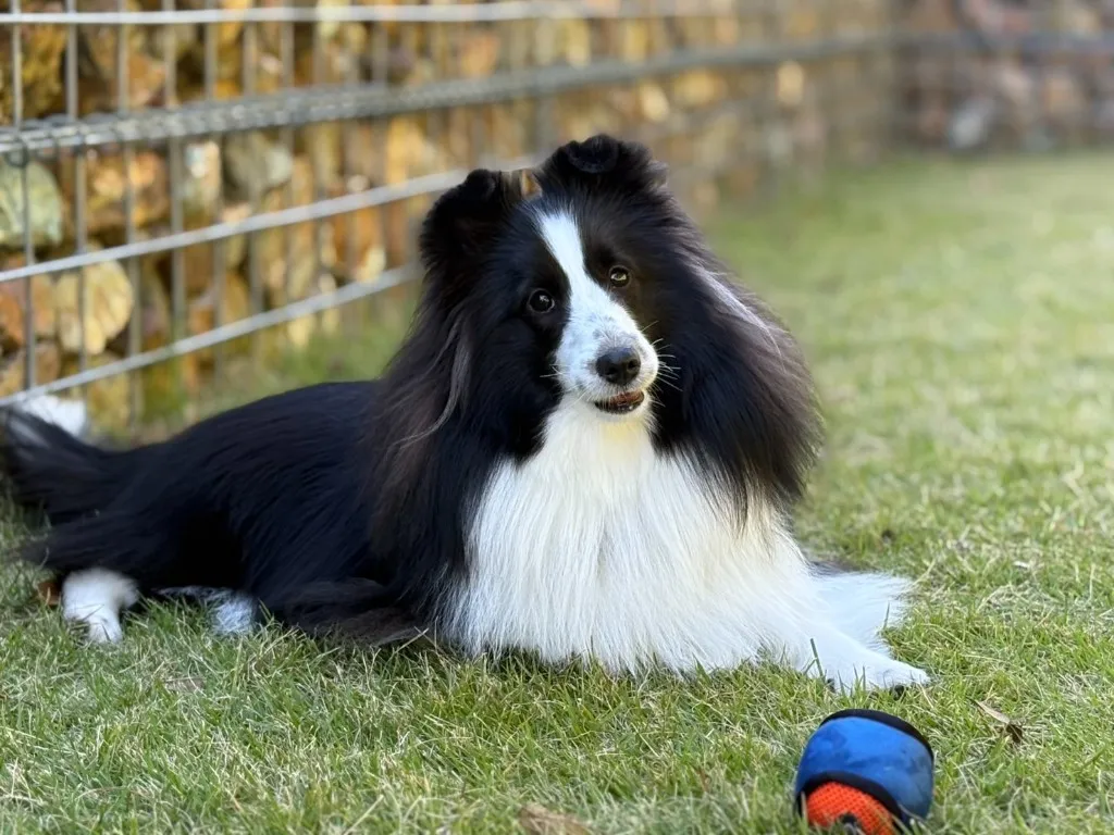 芝生でくつろぐ愛犬（シェットランドシープドッグ）の写真